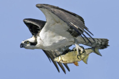 1_aguila-pescadora