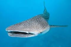 Tiburon-ballena_Deposit-Photos_1920x1280