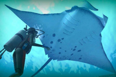 manta-gigante1