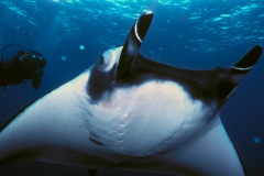manta-gigante2