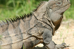 Iguana-de-Ricord-Grupo-Jaragua