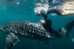 Brad Norman tags a whale shark off thecoast of Western Australia. This allows theanimal’s behaviour to be tracked, aiding inthe conservation of the species.