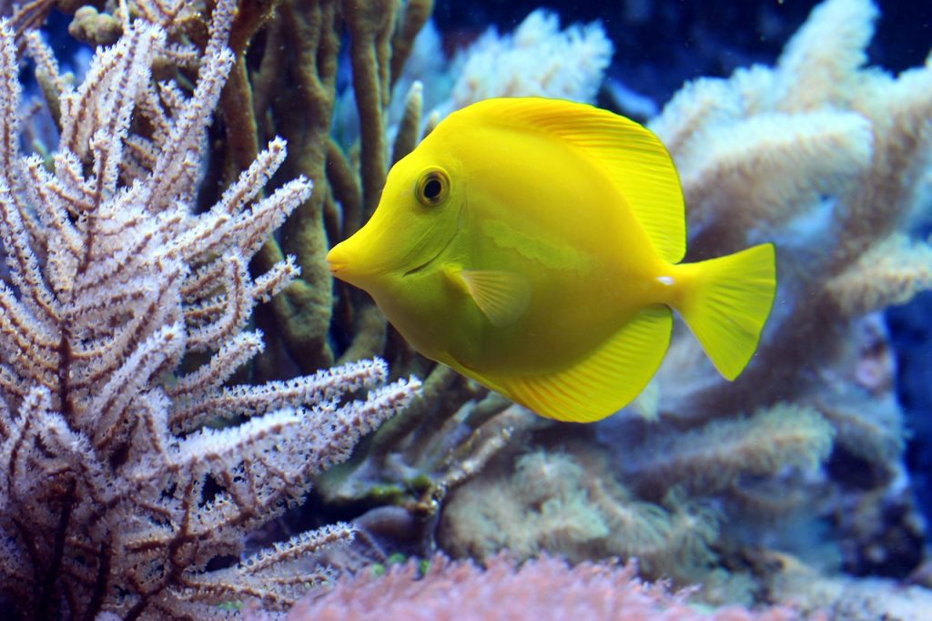 fish, corals, doctor fish-2921430.jpg
