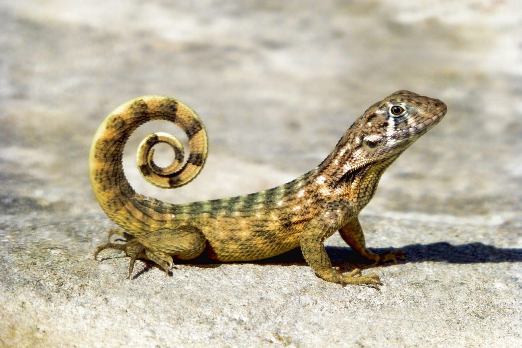 reptile, nature, animal-3110174.jpg